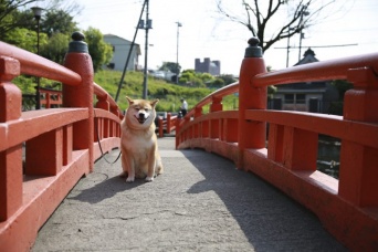 柴犬まるが紹介する静岡の旅～まる、パワースポットで元気百倍！～