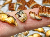 どんな魚を料理したの？　あまりに小さな〝焼き魚4種〟にネット民驚がく「目がおかしくなったのかと」