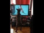 何が気に入らないのか… テレビCMの猫に吠えまくるワンちゃん。