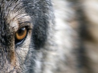 より強い人間になるためにオオカミから学べる12の特性