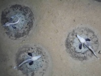 凍らない血液を持つ神秘の魚、コオリウオの世界最大の繁殖地が南極で発見される