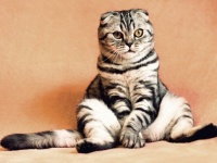 エッグ、ビーフ・ストロガノフ、パパイアなどなど、海外の飼い主が猫に付ける名前がかなりユニークな件