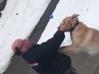 待ってたよ～！郵便屋さんが撫でてくれるのを待つ犬のいい子なこと