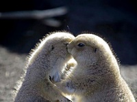 どこまでもやさしくなれそうな時間をお届け。ムネキュンな動物たちの写真20選