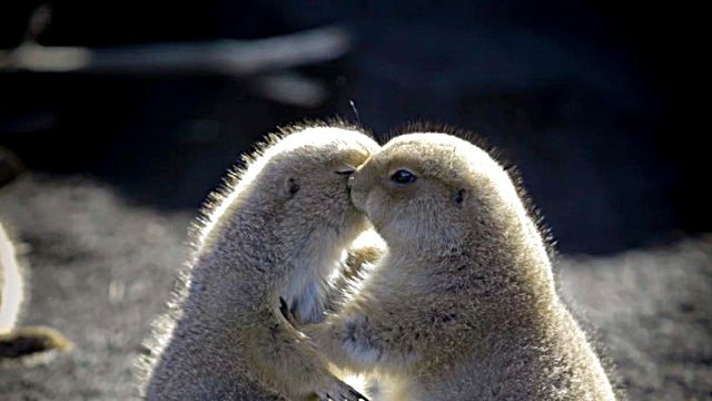 どこまでもやさしくなれそうな時間をお届け。ムネキュンな動物たちの写真20選