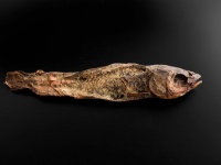 「干物では...？」「良いお出汁とれそう」　渋谷・古代エジプト美術館の〝魚のミイラ〟に2.9万人困惑