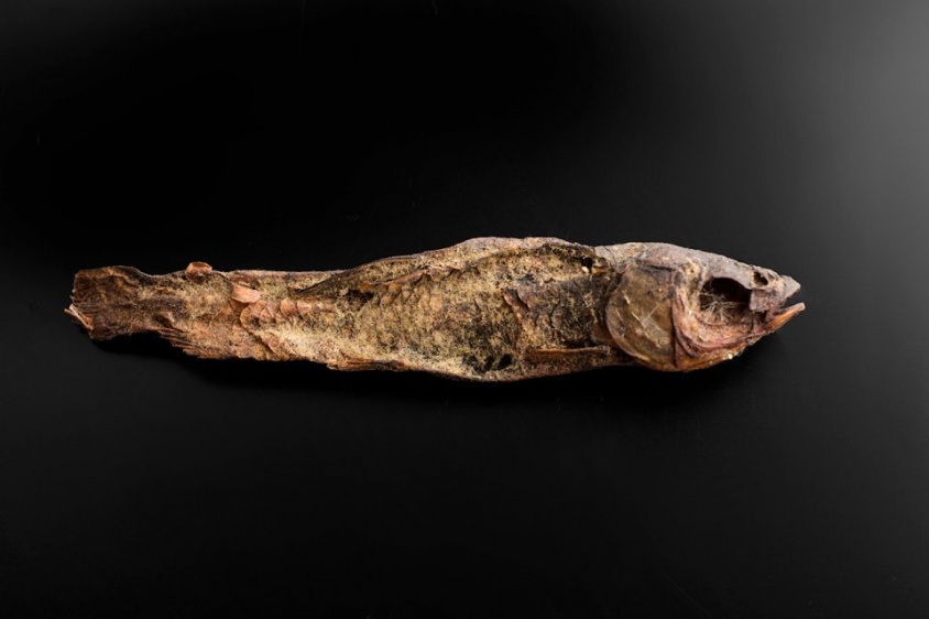 「干物では...？」「良いお出汁とれそう」　渋谷・古代エジプト美術館の〝魚のミイラ〟に2.9万人困惑