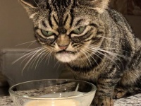 超絶不機嫌そうに見えるけど実はごきげん、新たなるグランピーキャットと話題の猫、キッツィアさんにズームイン！