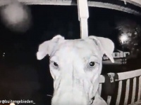 「帰ってきたよー！」花火の音が怖くて失踪した犬。7.5時間後に玄関ベルを鳴らして帰宅したことを知らせる