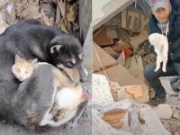 早くがれきをどけて、そこから出して！大地震後の救出活動の映像（閲覧注意）