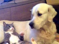 まるで12秒のカートゥーン！しれっと犬を枕に寝ている猫、ふたりの目が合ってしまい...