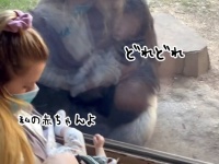 シルバーバックのゴリラに赤ちゃんを見せたところ、ガラス越しからやさしい反応