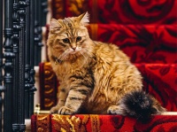 イギリスの最高級ホテルに住み、世界で最もラグジュアリーな生活を満喫中の猫