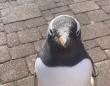 「この子の親になりたい」　水族館スタッフが思わず激写したペンギンの〝謎ポーズ〟に3.3万人もん絶
