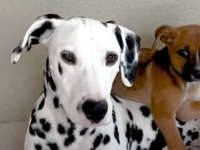 「ボクと一緒に来る？」愛犬ダルメシアン、森の中で見つけた子犬を家に連れて帰って親友に