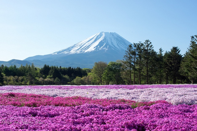 芝桜と富士