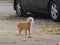 図らずも猫界のバズ・ライトイヤーに。頭を丸いカバーにつっこんで取れなくなった猫の救出物語