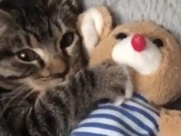 小さなお布団でうとうと。ぬいぐるみと添い寝する子猫のいる風景
