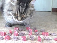 生のお肉と茹でたお肉、さあ猫はどっちが好きでしょう？と実験してみた結果