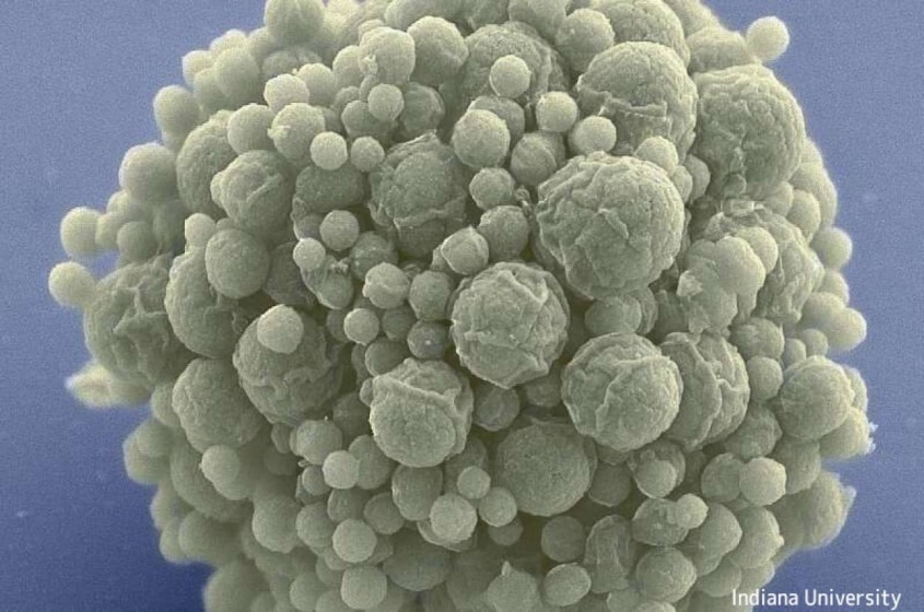自然細胞よりも速く進化する人工細胞を作成。「生命は道を見つける」ことを実証