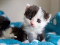 濡れた箱の中から救助・保護されたパンダ柄の子猫の物語（スペイン）