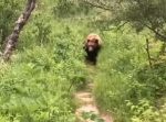 ハイキング中にヒグマに遭遇！　あなたならどうする？