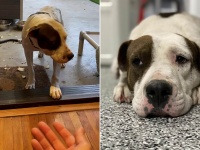 人が怖くて家の中に入れない...悲しい過去を持った保護犬ブーマーの物語（アメリカ）