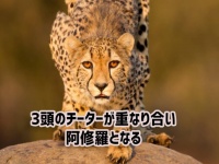奇跡の瞬間、チーターが重なりあい3つの顔を持つ阿修羅に！