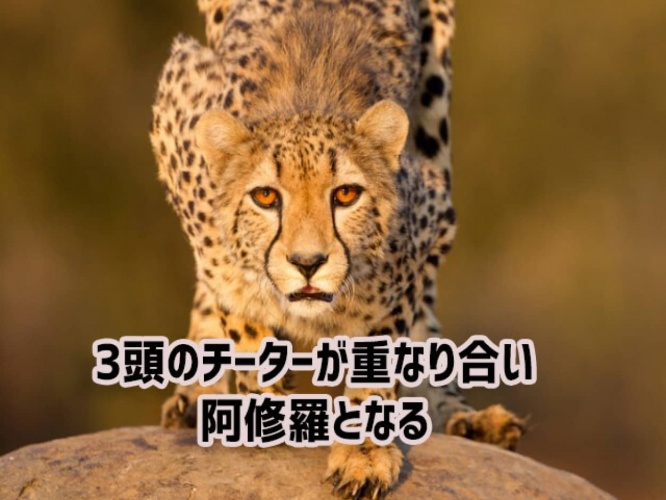 奇跡の瞬間、チーターが重なりあい3つの顔を持つ阿修羅に！