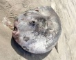 オレゴンのビーチに打ち上げられた体長221cmの巨大マンボウは新種だったことが判明