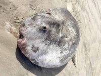 オレゴンのビーチに打ち上げられた体長221cmの巨大マンボウは新種だったことが判明