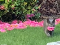 お花の配達人は猫だった。庭の花を持ち運び飼い主にプレゼントするロマンチックな猫