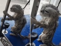 猫の殺意。今は耐えるときや。これが終わったら...オレ、オマエ、コロ！な猫