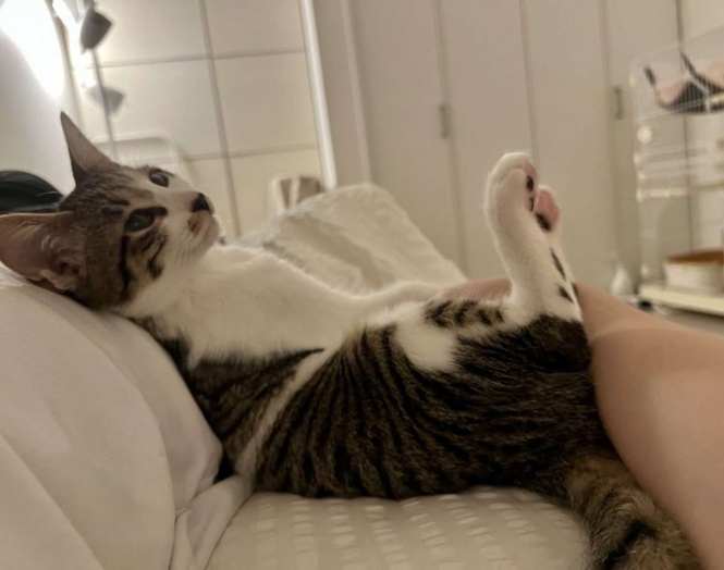 猫ってやつは...（画像はイメージ）