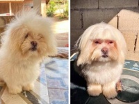 すっきり～で変身！犬のヘアカット、ビフォア・アフター