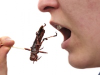 昆虫はビタミンや食物繊維、ミネラルも豊富（shutterstock.com）