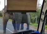 野生のバス強盗。バスを待ち伏せしていたゾウが窓から鼻を入れて食料を奪っていく！