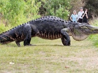 ちょっと通りますどころじゃないよ！フロリダ州で巨大ワニが出没（アメリカ）