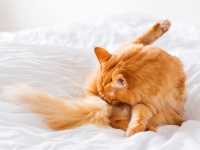​長崎の猫の79％はしっぽが曲がっている