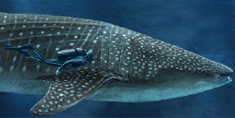 世界のサメの大きさが一目瞭然でわかるインタラクティブサイト