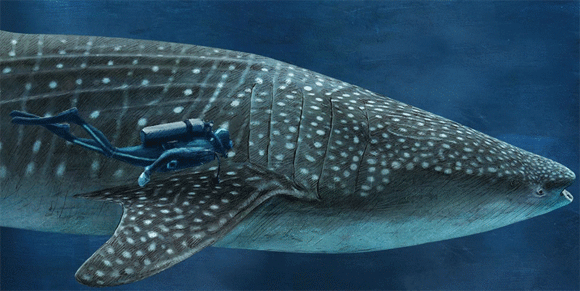 世界のサメの大きさが一目瞭然でわかるインタラクティブサイト