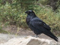アパートの窓に訪れるカラスをかわいがっていたら、お礼にキラキラのプレゼントを運んでくるようになった（アメリカ）