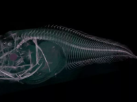 深海で新種発見。3種の半透明の魚（アタカマ海溝）