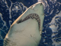 サメ大量発生中！フロリダ州当局が、海岸近くに数百匹のサメが集まっている映像を公開し注意を促す
