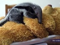テディベアと眠るオオアリクイの赤ちゃんがとってもかわいい！