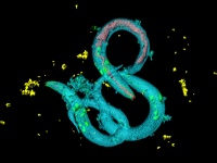 「宇宙では線虫さえ運動不足に」確認される