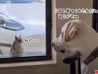 出会いは窓際から。お互いに惹かれあい、5年にわたり友情を育んでいる犬とリスの物語