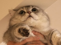 「もうこれ以上は無理にゃんです...」　〝限界〟まで高い高いされた猫の困惑顔に10万人がキュン