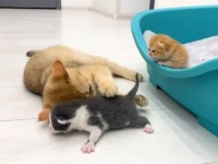 ゆっくりでいいから、歩いてみるニャ！お母さん猫、養子に迎えた保護子猫にあんよを教える