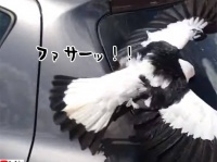 上空からヒーロー現る！車をはい回る巨大グモを一撃必殺（※蜘蛛出演中）